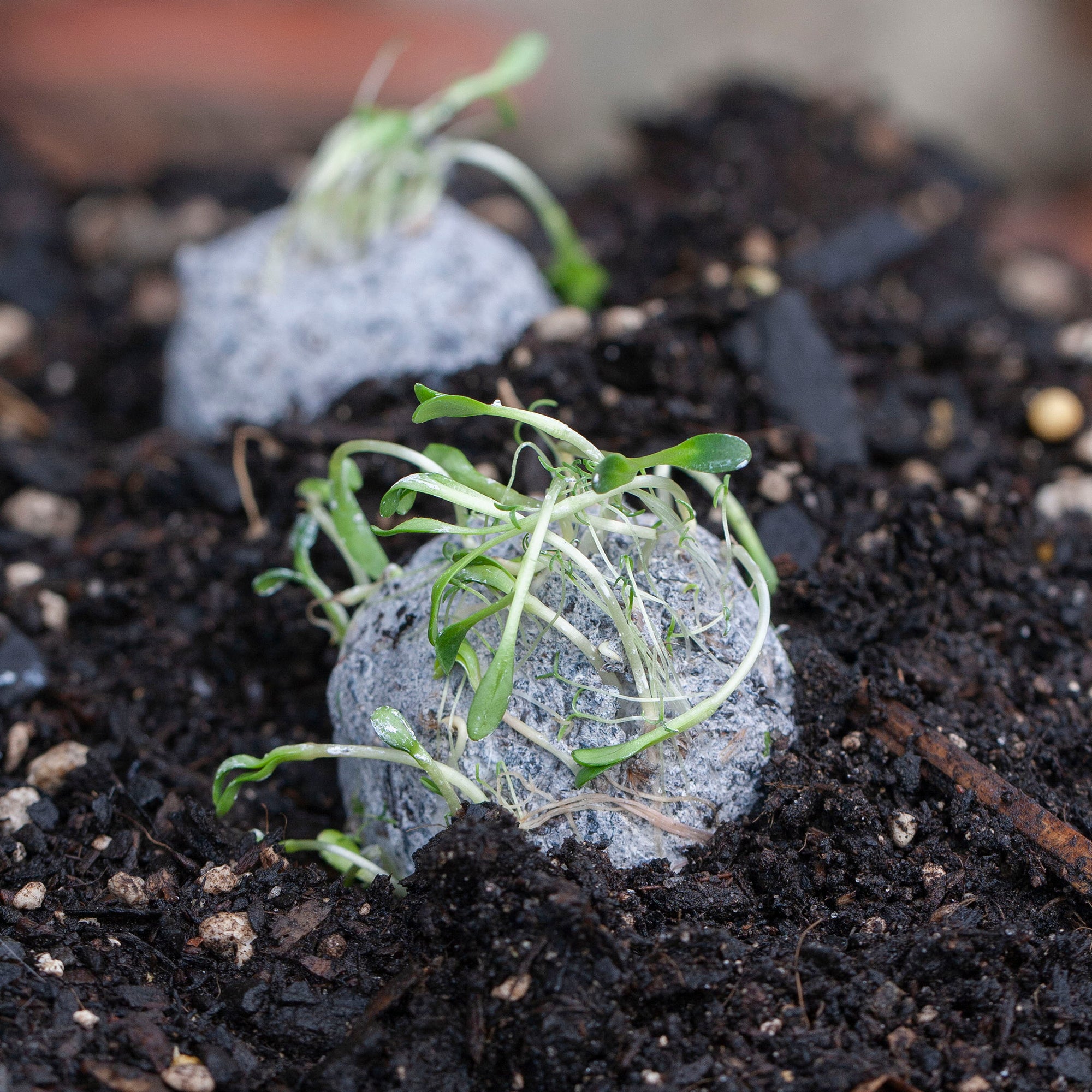 How to Make a Seed Bomb Green Your World the Fun Way