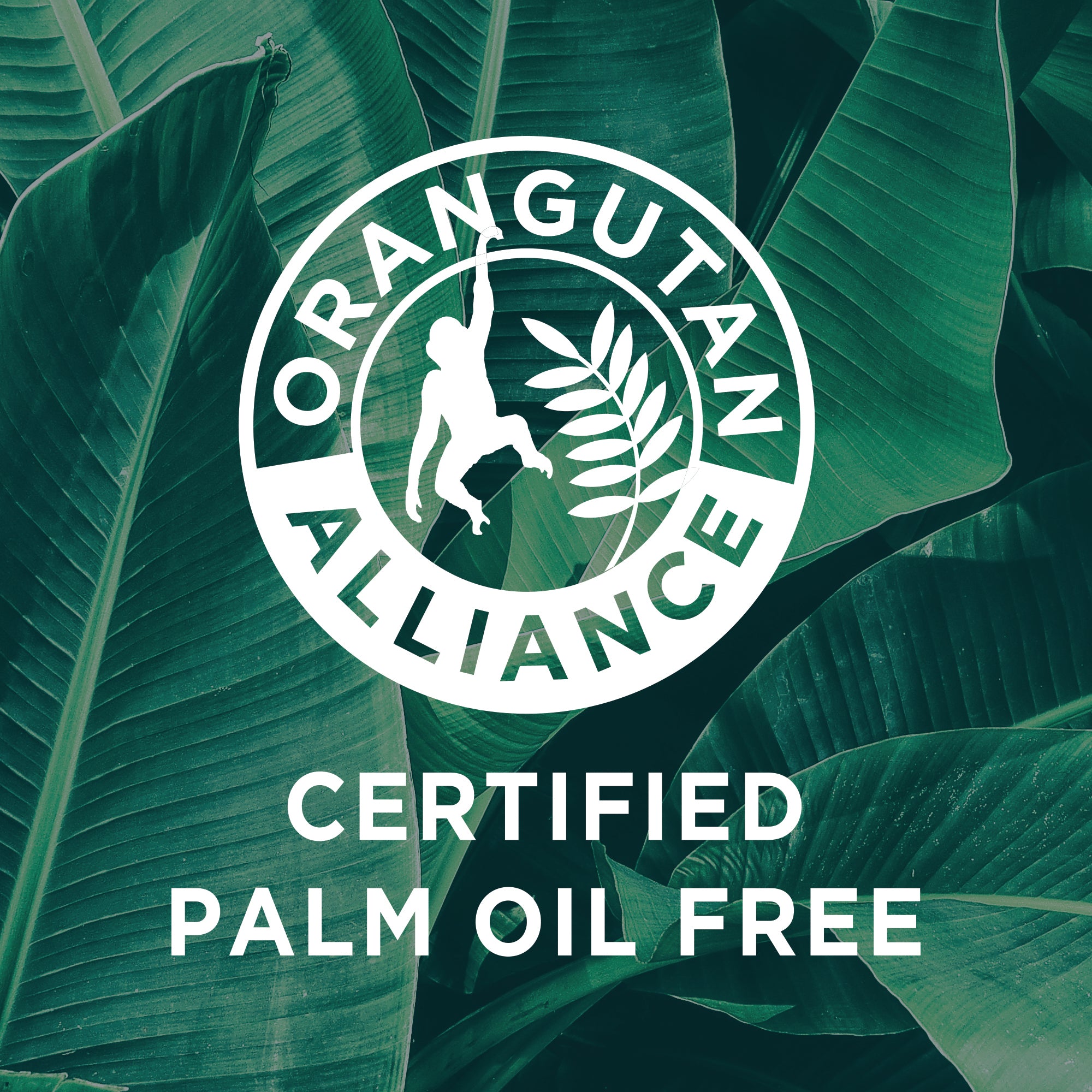 Shampoo Without Palm Oil