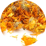 Calendula officinalis (calendula) petals