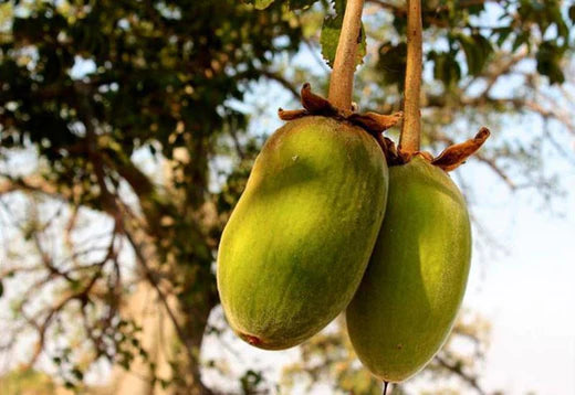 Hydrolyzed Adansonia Digitata Seed (Baobab) Protein