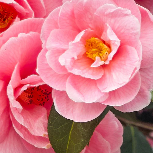 Camellia japonica (tsubaki) seed oil