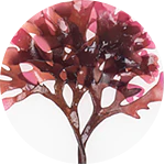 Chondrus crispus (Carrageenan)