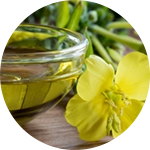 Oenothera biennis evening primrose oil