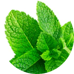 Mentha spicata (spearmint) oil