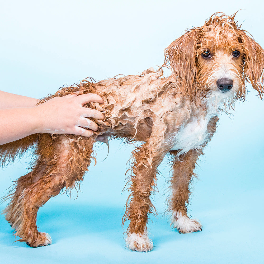 Shampooch™ Unscented Solid Dog Shampoo