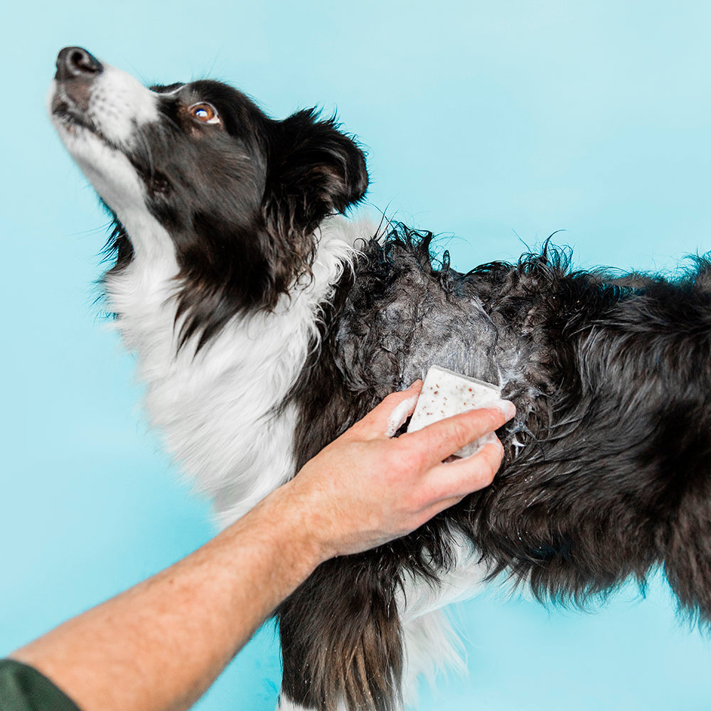 Unscented dog shampoo cheap
